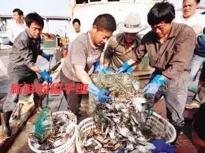 东海开海有什么海鲜,相约开海季一大波诱人海鲜来袭
