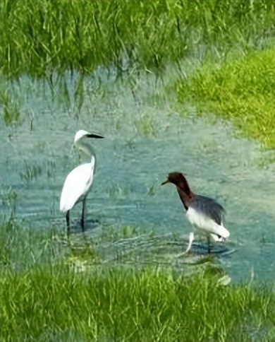 家底大揭秘！深圳究竟有多少“神奇生物”？