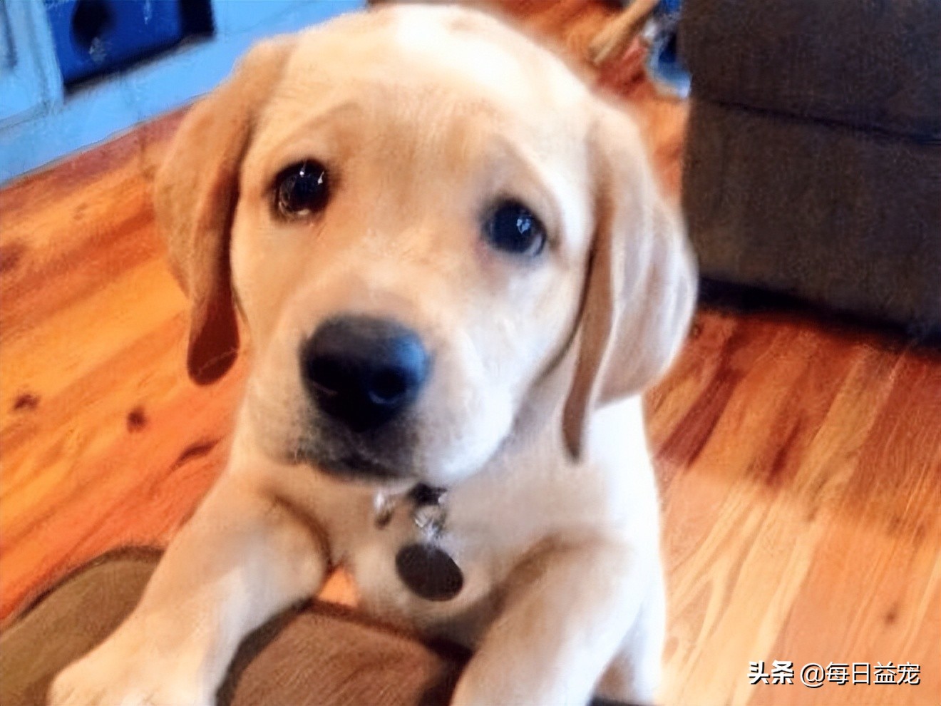 导致拉布拉多被宠坏的征兆,拉布拉多有哪些表现说明被养熟了