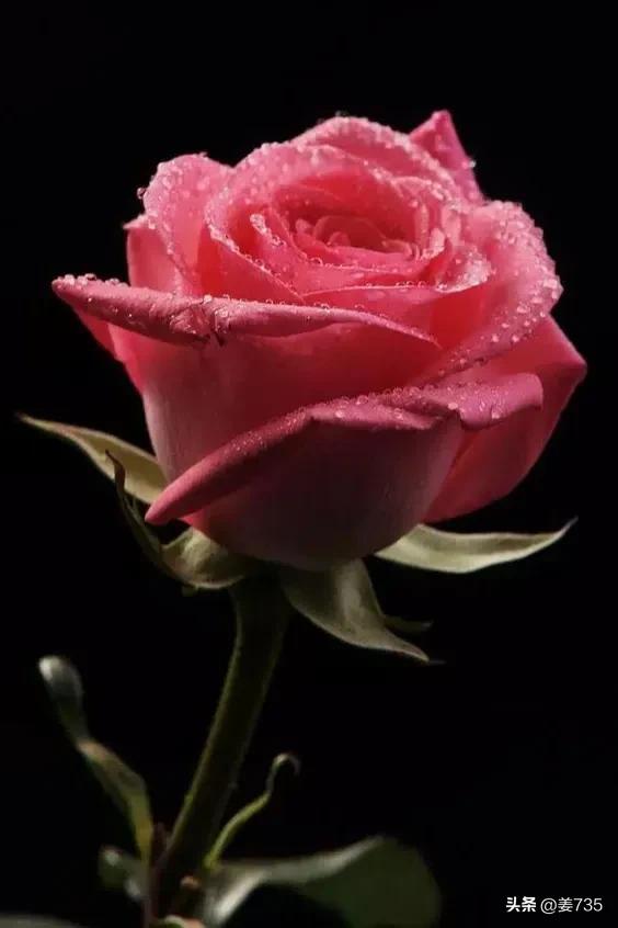 叔叔和叔母的浪漫爱情故事