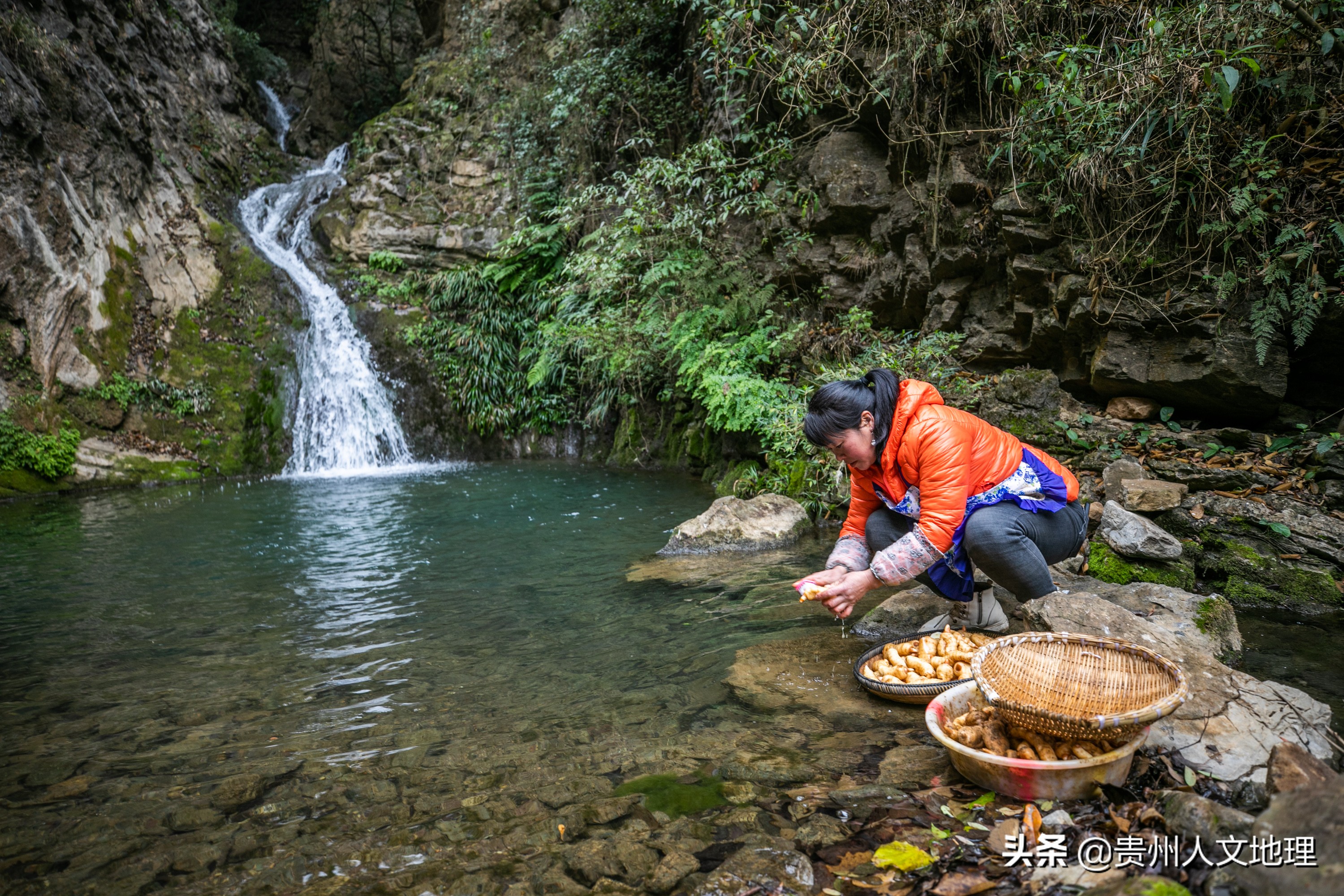 草坝天麻手工制作方法,贵州毕节天麻吃法