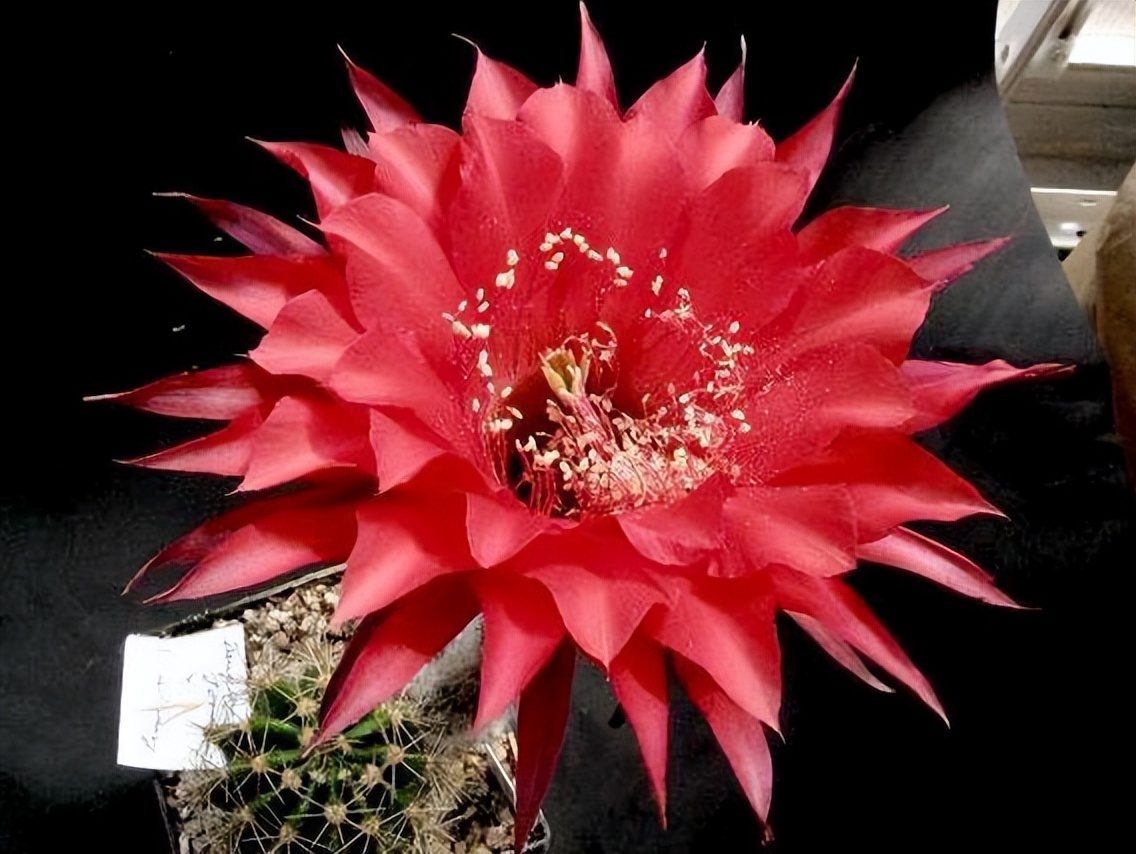 草球牡丹锦仙人球,大花彩草仙人球经典品种