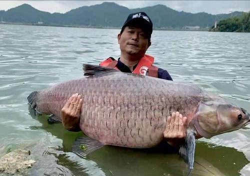 钓鱼人必知的鱼类,钓鱼人钓到哪些超级大的鱼