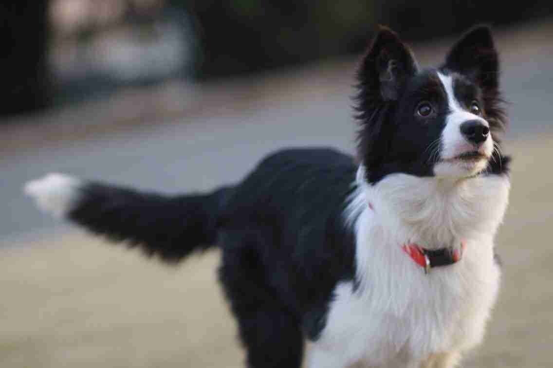 哪种宠物狗卖得最好养,养狗首选这7种狗价格便宜又漂亮