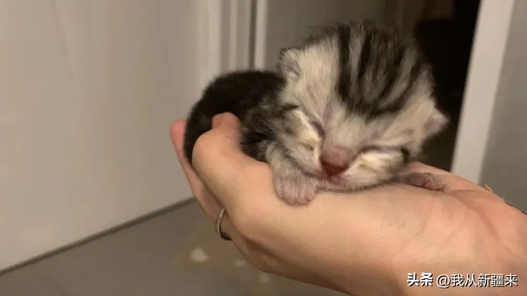 帕孜丽娅丨成为前进的小帕小姐