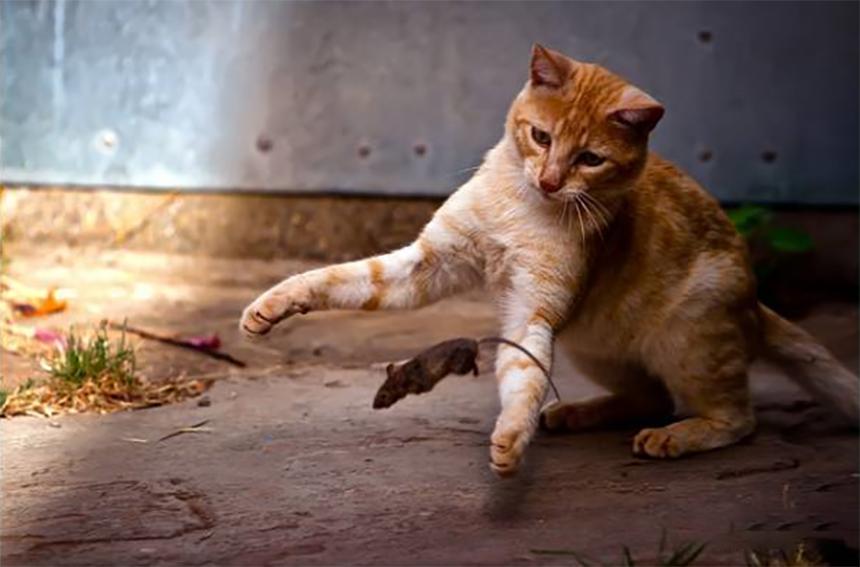 为了保护粮厂的粮食，男子训练出几十只特种猫，厂内展开猫鼠大战