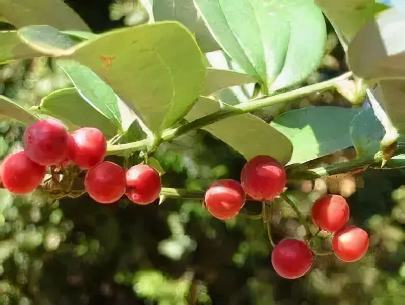 农村常见野生植物你都认识吗,农村常见植物野果