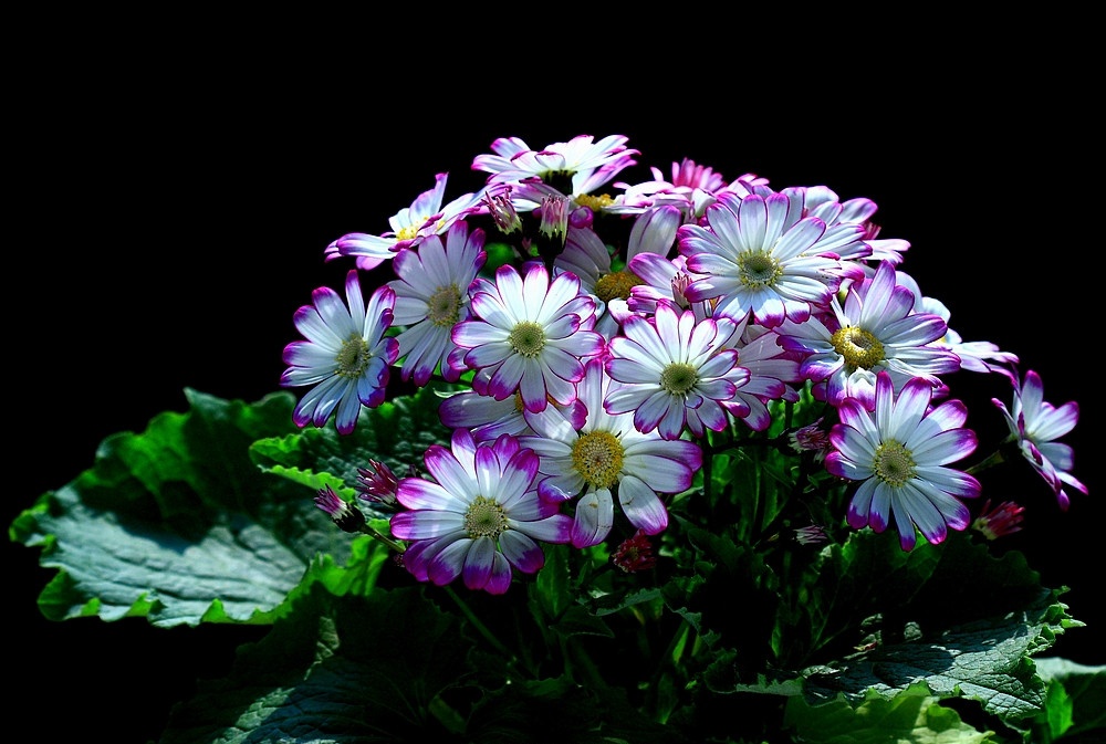 适合春季赏花的花,视觉盛宴五种赏花名花供您选择