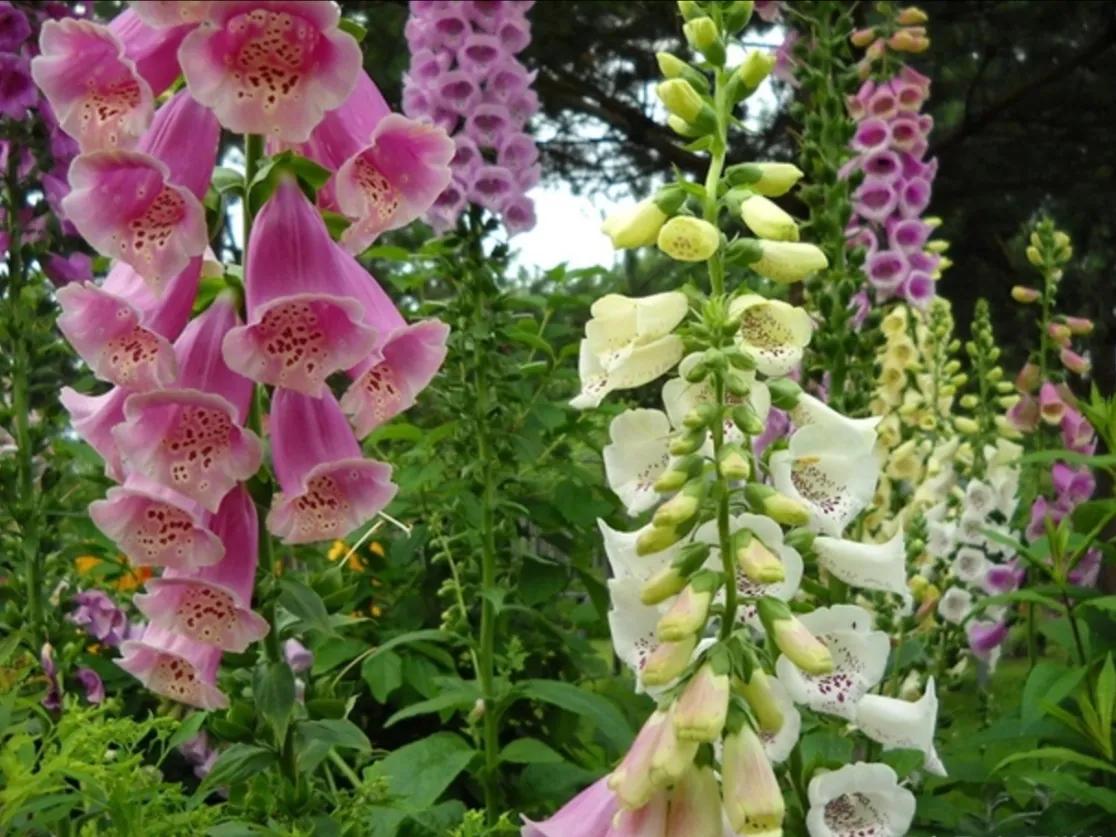 赏花旅游种什么花,春季去公园踏青上百种花让人眼花