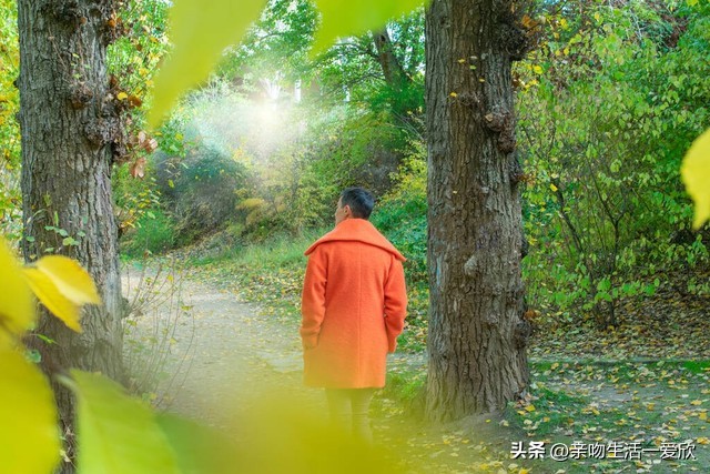 端午节用艾叶有啥好处,端午节时节的艾叶有什么用处
