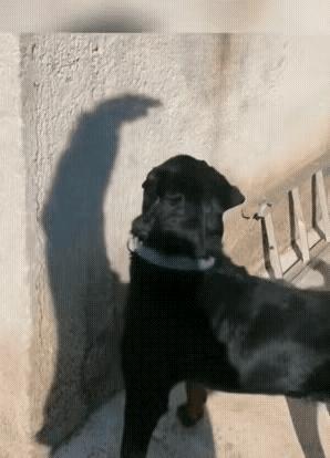 今天在老婆包里发现的,她说是治牙疼的,我觉得不像啊。