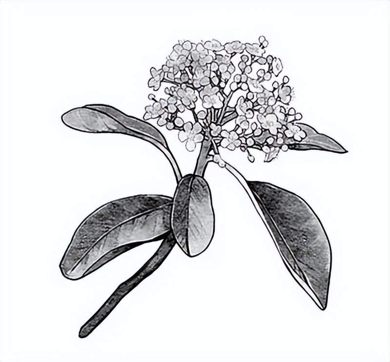 石楠花谢了石楠树却很香,石楠花开的季节