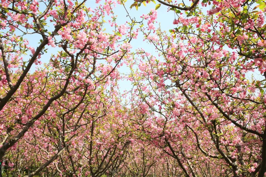 上海最美公园地铁站,上海地铁能直达的免费公园