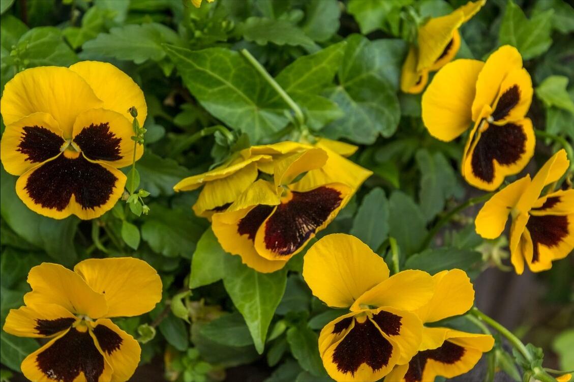 《中国大百科全书（第2版）》读书笔记03147-被子植物门