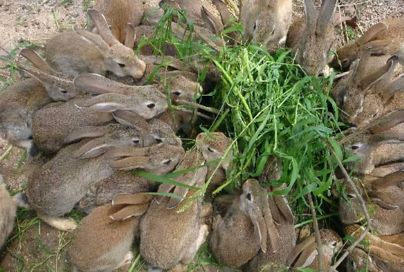 澳洲野兔泛滥成灾到底有多疯狂,澳洲野兔泛滥最严重的地区