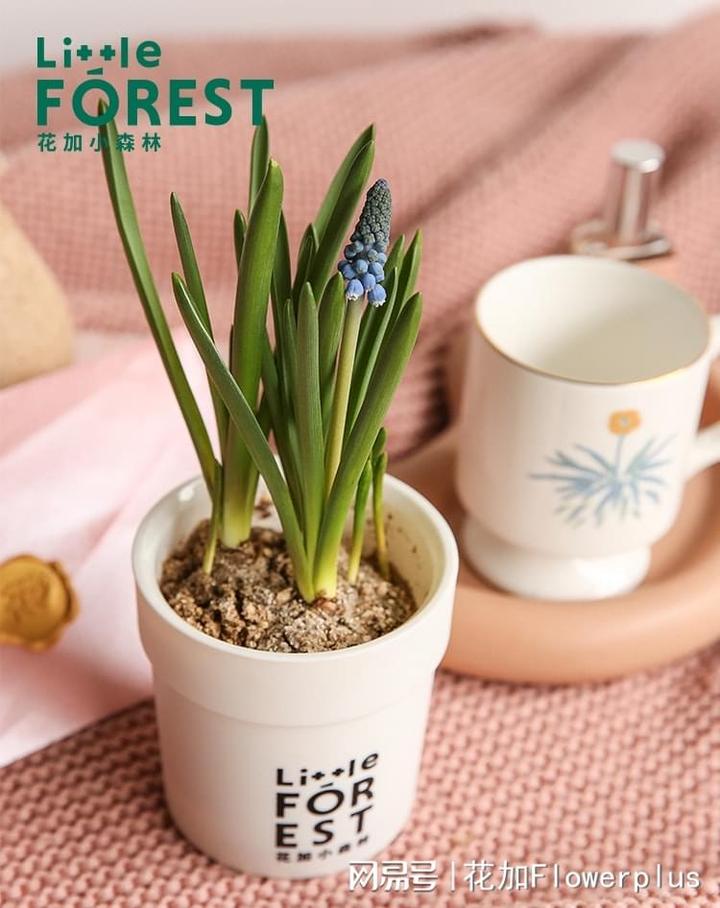 绿植养护常识及注意事项,绿植养护知识和方法大全