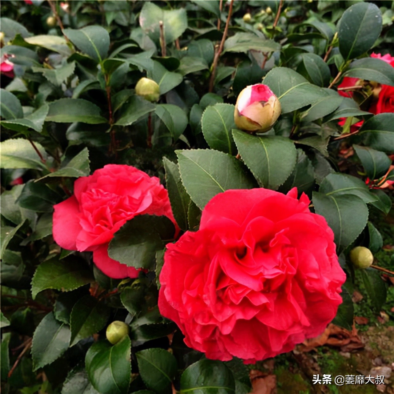 此花简单易养四季开花极为别致,此花花色繁多有淡香味易养易成活