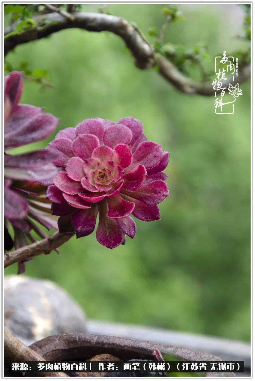 盆景多肉常遇到的问题,多肉盆景无穷小