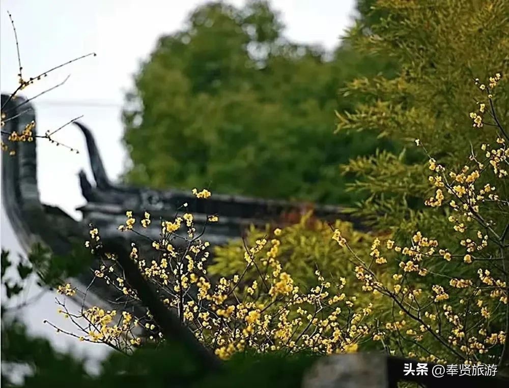 赏梅胜地梅园,赏梅好时节