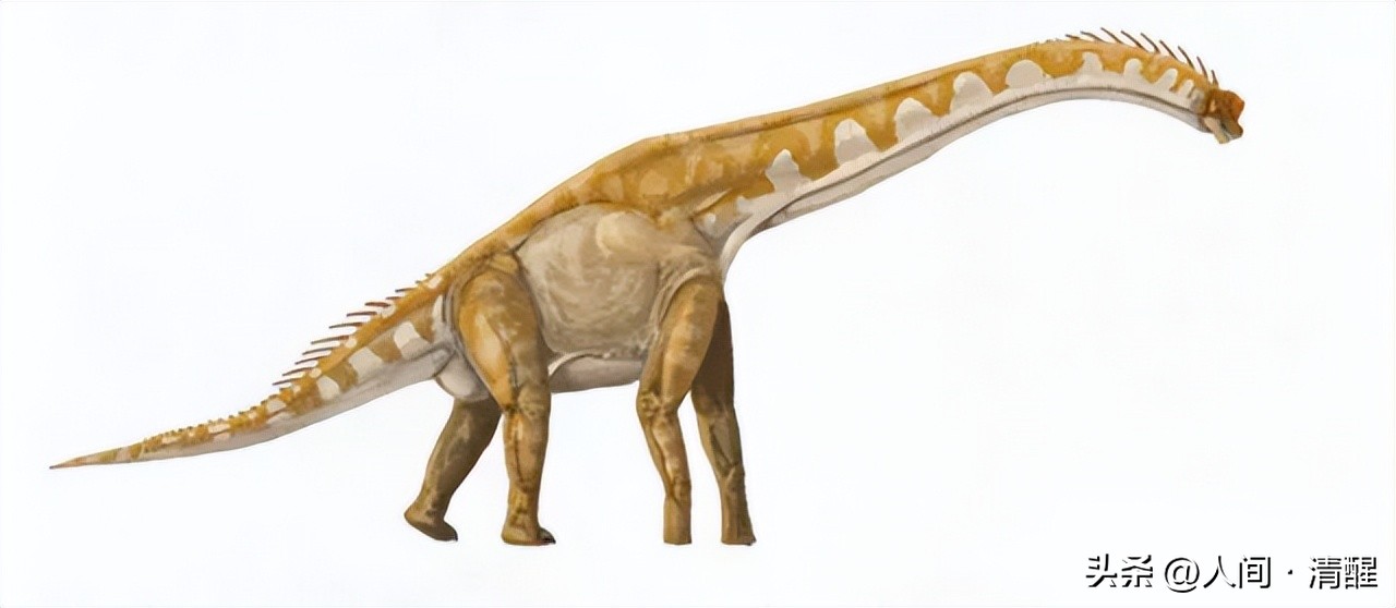 蜥脚类恐龙都有哪些呢,蜥脚类恐龙大小比较图