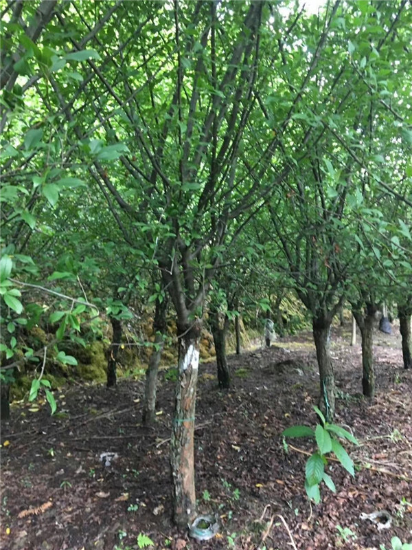 海棠果种子怎么育苗,海棠催芽技术