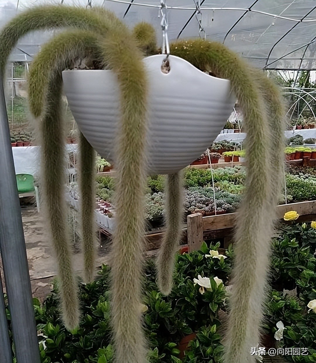 多肉九尾狐有长毛和短毛之分吗,猴尾柱与九尾狐哪个粗一点