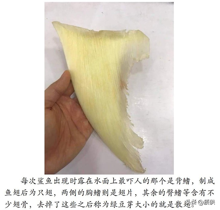人类为什么只吃鲨鱼,为什么人类只吃鱼翅