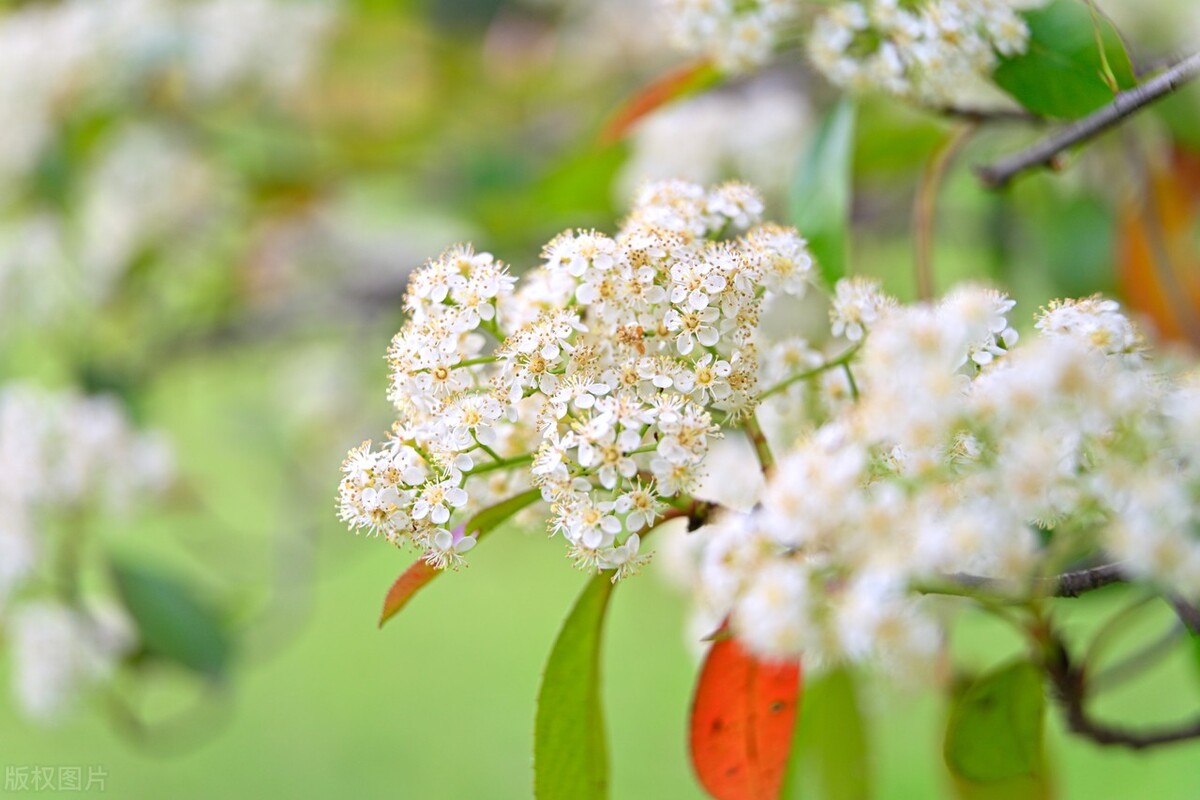石楠花这么臭为什么到处都是,石楠花为什么会刺鼻