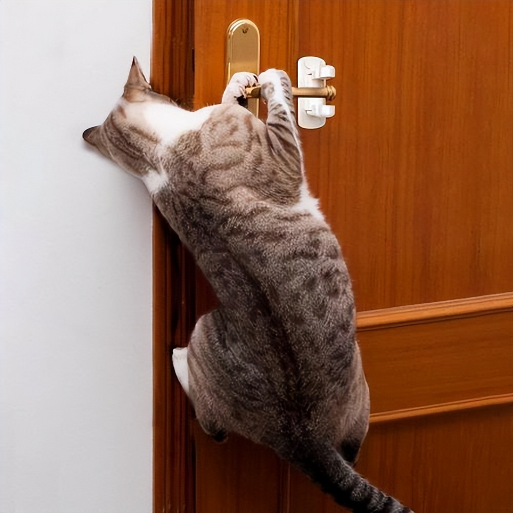 当猫咪过上人一样的生活,当猫和人一样生活