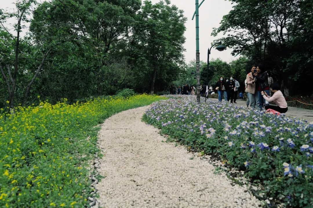 春天的潺潺溪水,春天的顶流