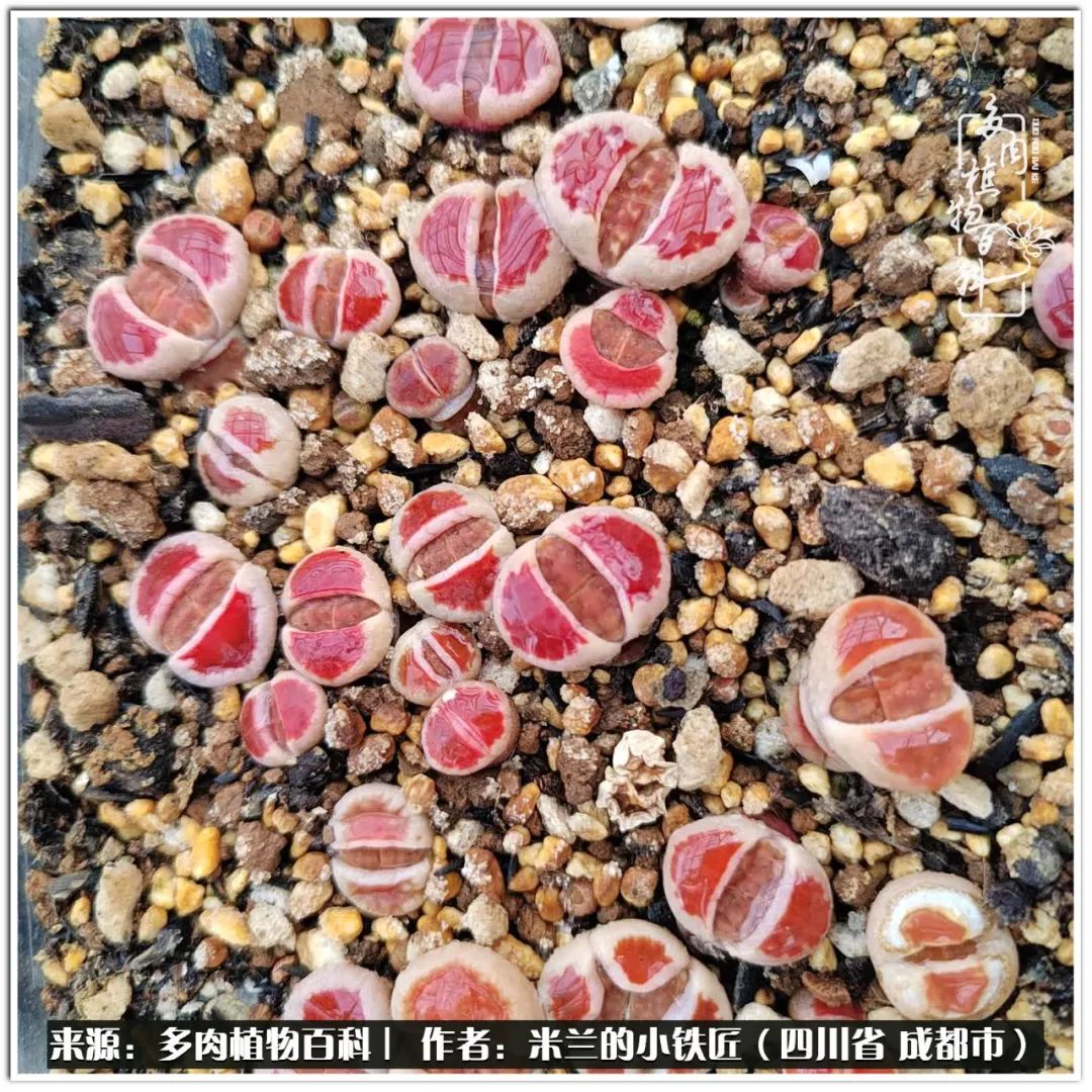 生石花好养吗怎么养护的,生石花的养殖方法和注意事项