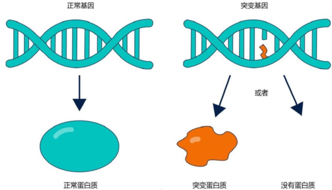 全球不足百头的动物,全球数量不到100只的动物