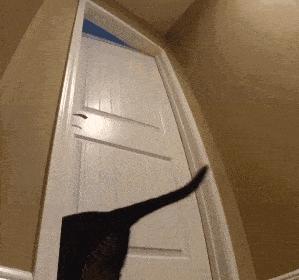 猫咪的寿命最多能活到多大呢,猫咪寿命排行榜之短命猫