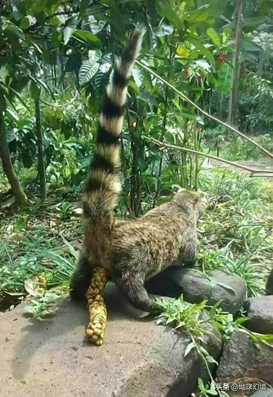 27张惊悚的动物照：青蛙被鼓风机活活风干，海鸥当街活吞大老鼠