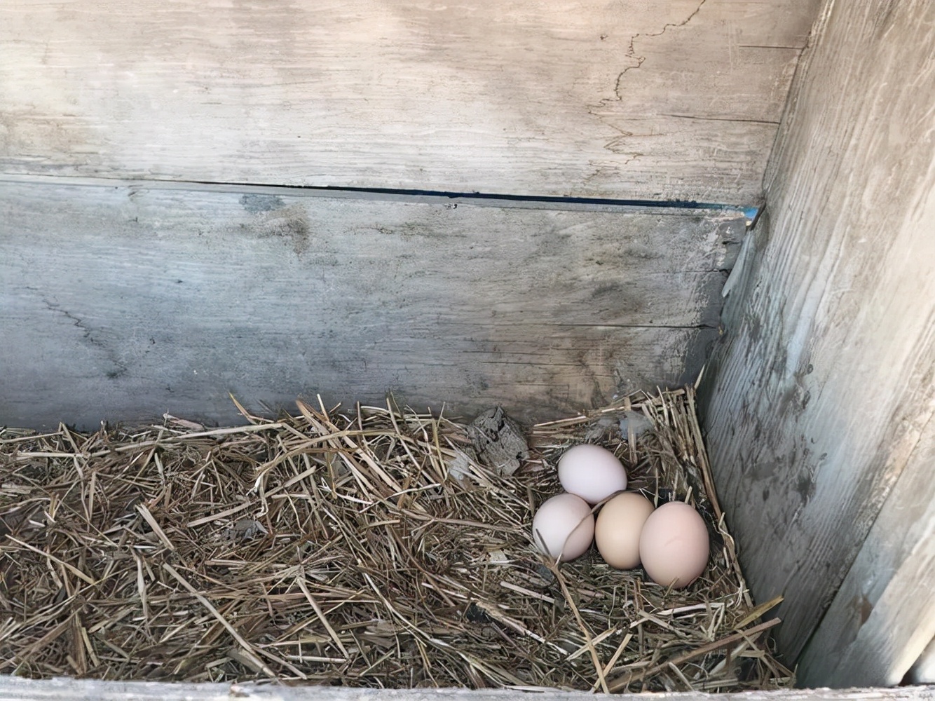 90后女孩谁救了父亲就嫁给谁后续,河南姑娘说40万救父亲就嫁给谁