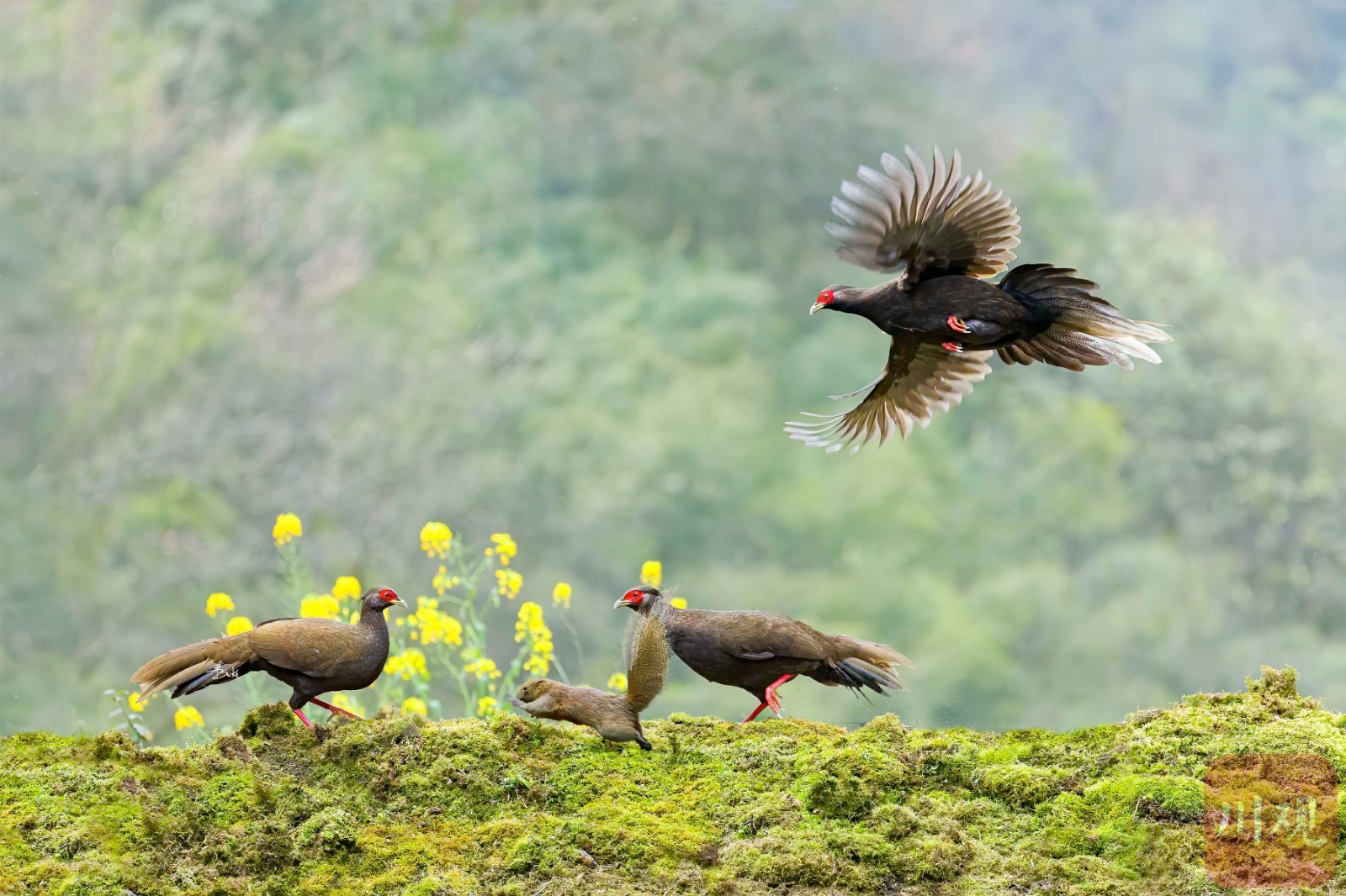 宜宾市屏山——鸟踏春色