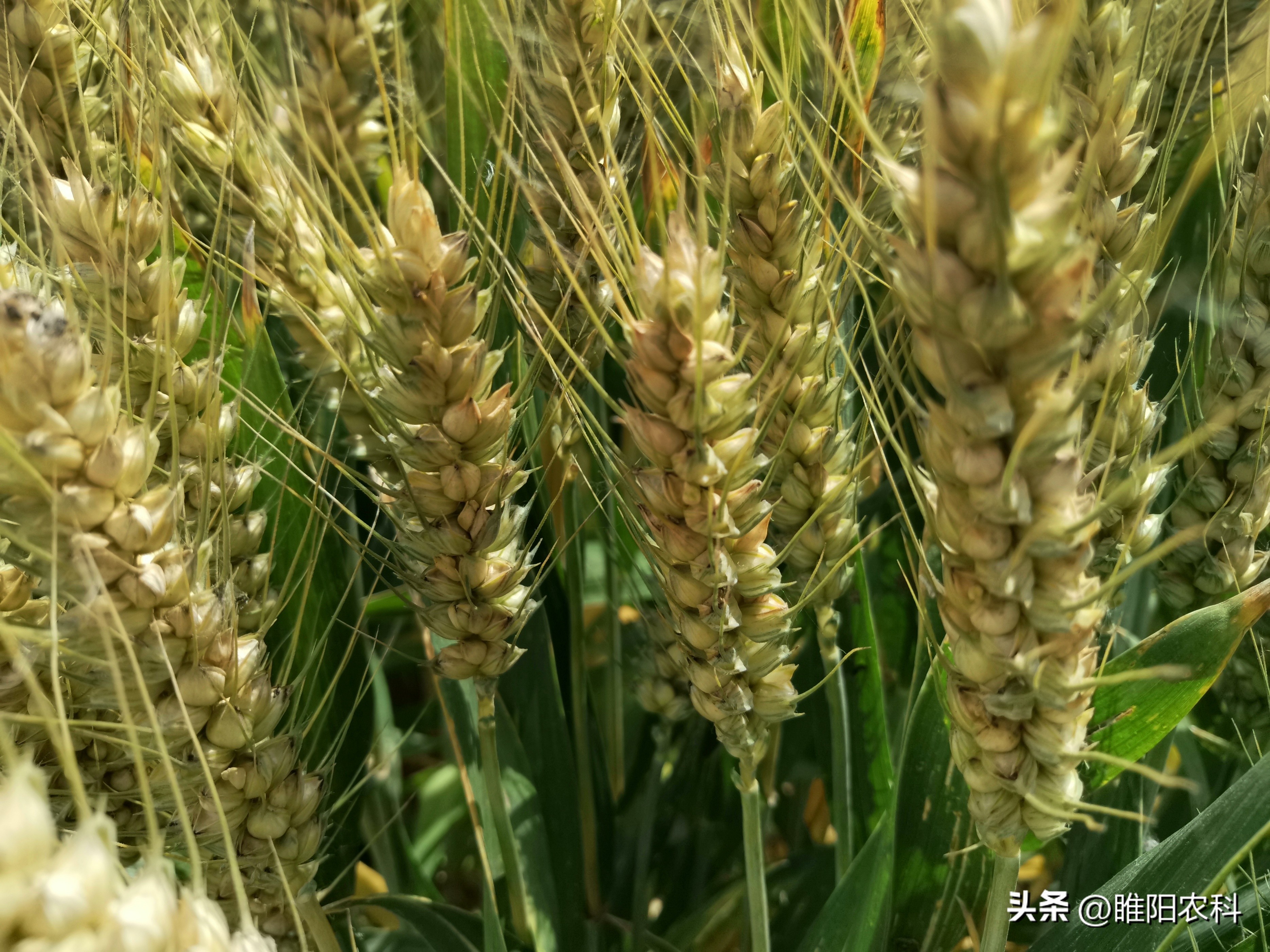 安徽地区种什么品种小麦好,小麦高产品种安徽可种