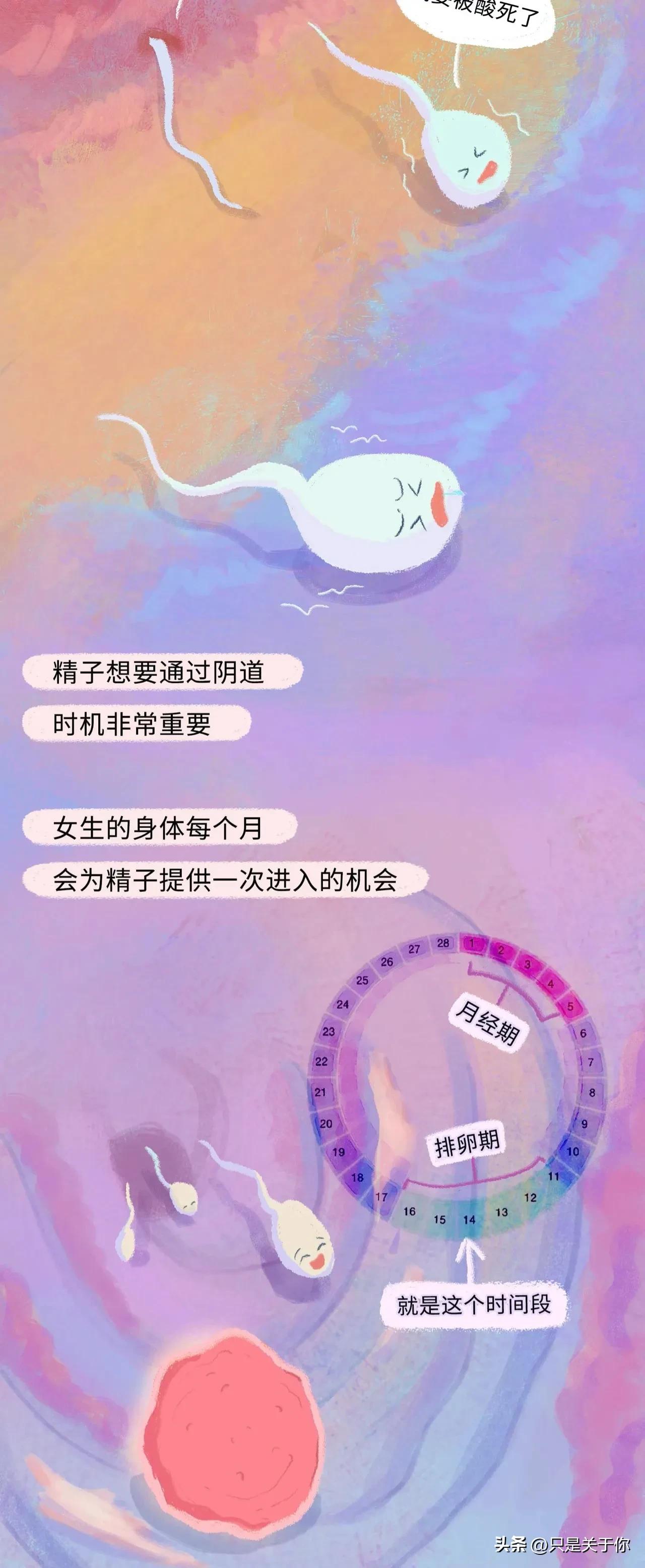 漫画：精子进入女生体内的全过程