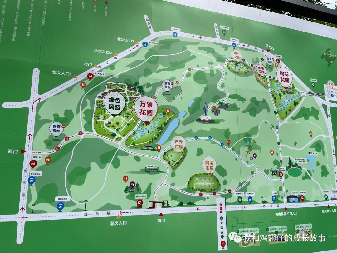 2019深圳莲花山簕杜鹃花展美不美,深圳莲花山一年一度的簕杜鹃花展