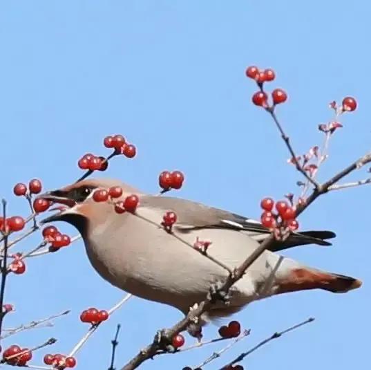 太平鸟图片素材,太平鸟图片大鸟