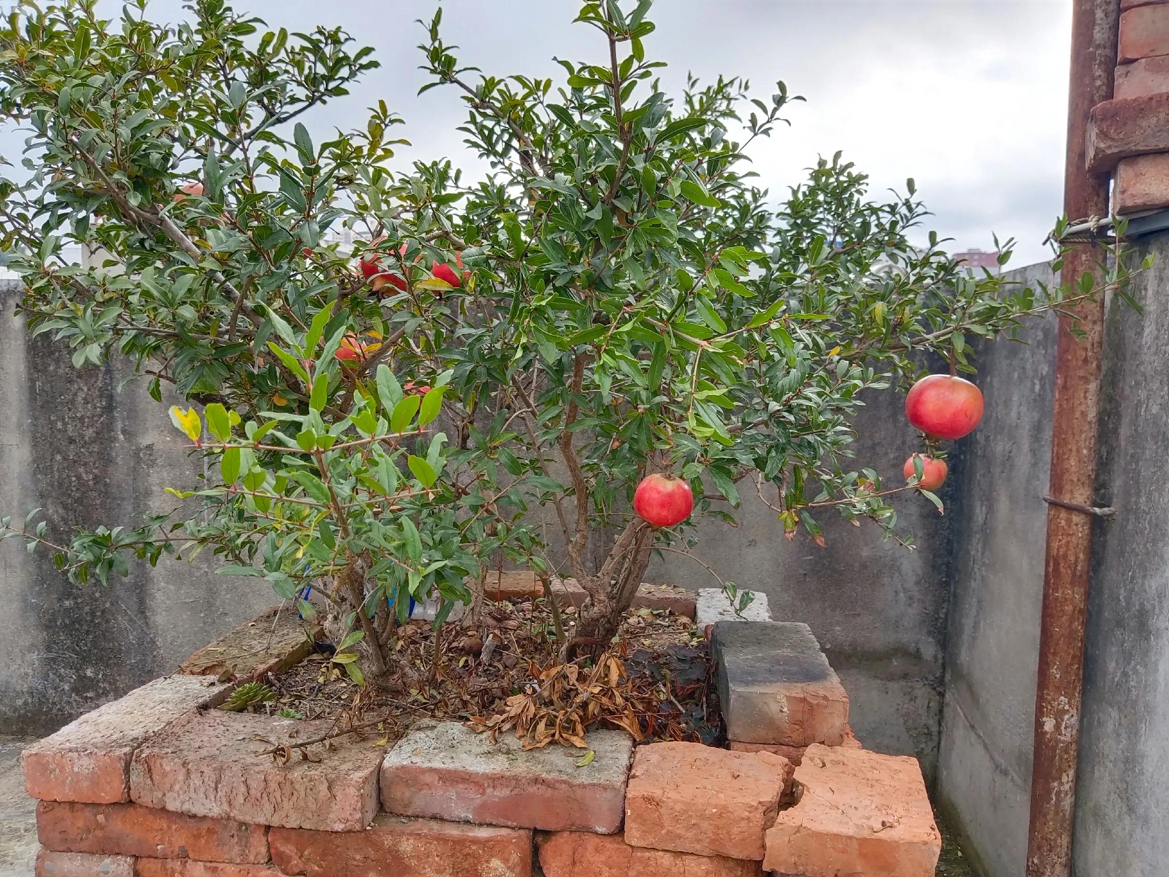 石榴冬季移树怎么才能成活率高,石榴树秋季时候移栽需要剪枝