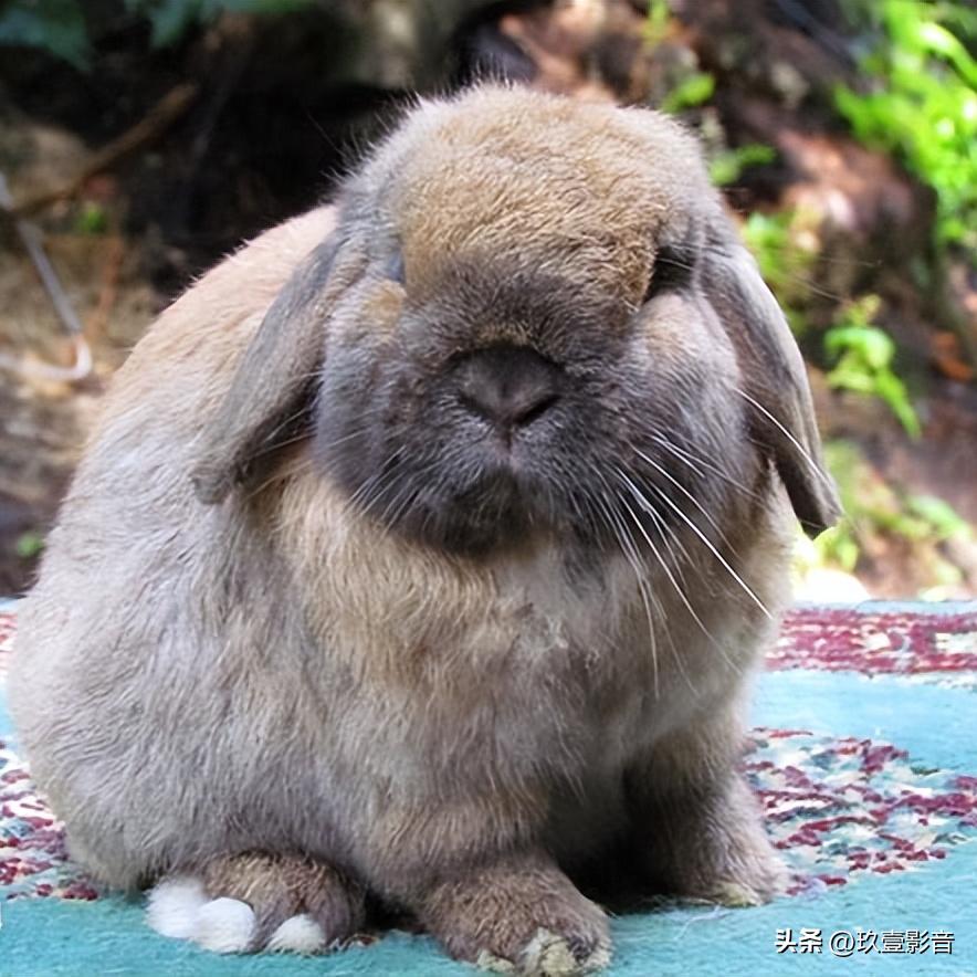 宠物兔和普通兔子的区别在哪,常见的最受欢迎的宠物兔种类