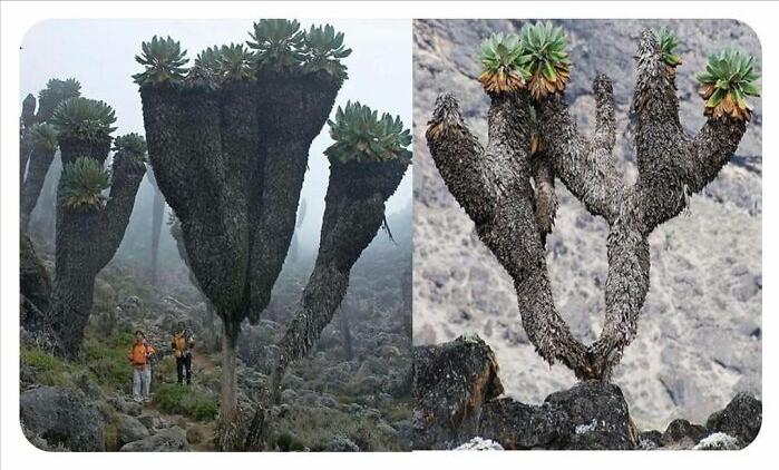 克林顿布什奥巴马合影,克林顿希拉里老照片