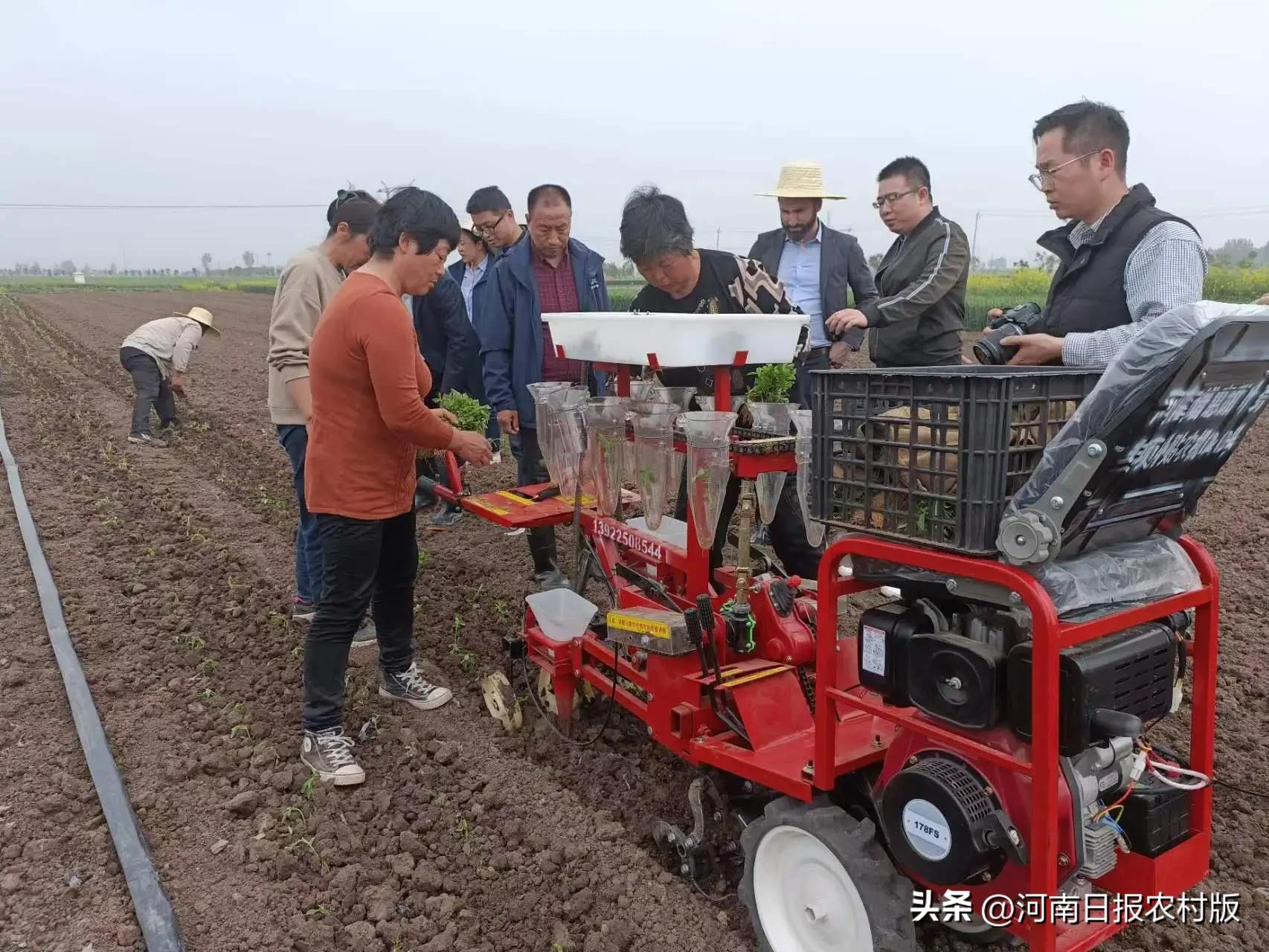 邓州市甜叶菊,邓州市腰店镇赵楼甜叶菊产业
