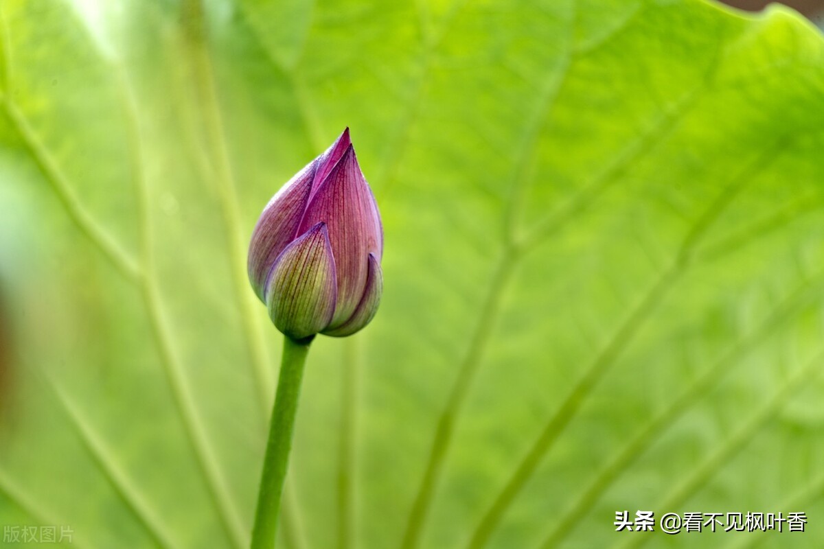 七月伊始，惟愿：绿意染心，静享岁华