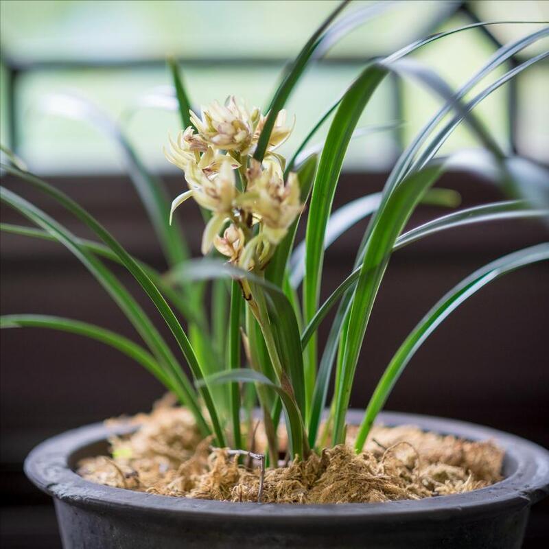 兰花空根最好的处理方法,兰花空根的补救方法