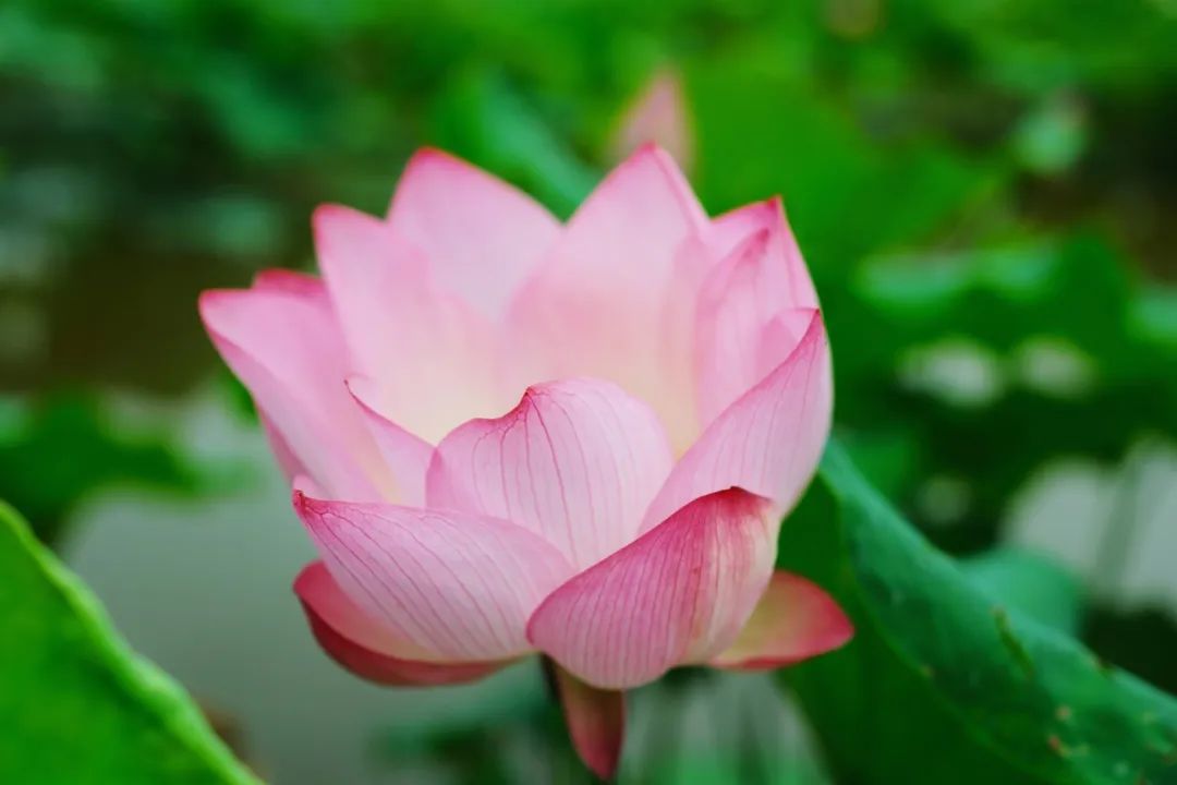 小暑已至！夏日顶流登场，一池荷风，满院莲香，惊艳了整个夏天！