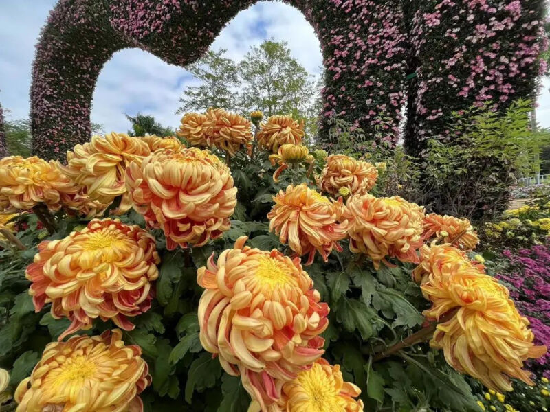 深圳市东湖公园一年一季的菊花展,深圳的东湖公园的菊花展漂亮极了