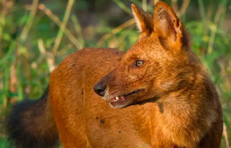 野猪的天敌都有哪些,野猪的天敌能打得过猎豹吗