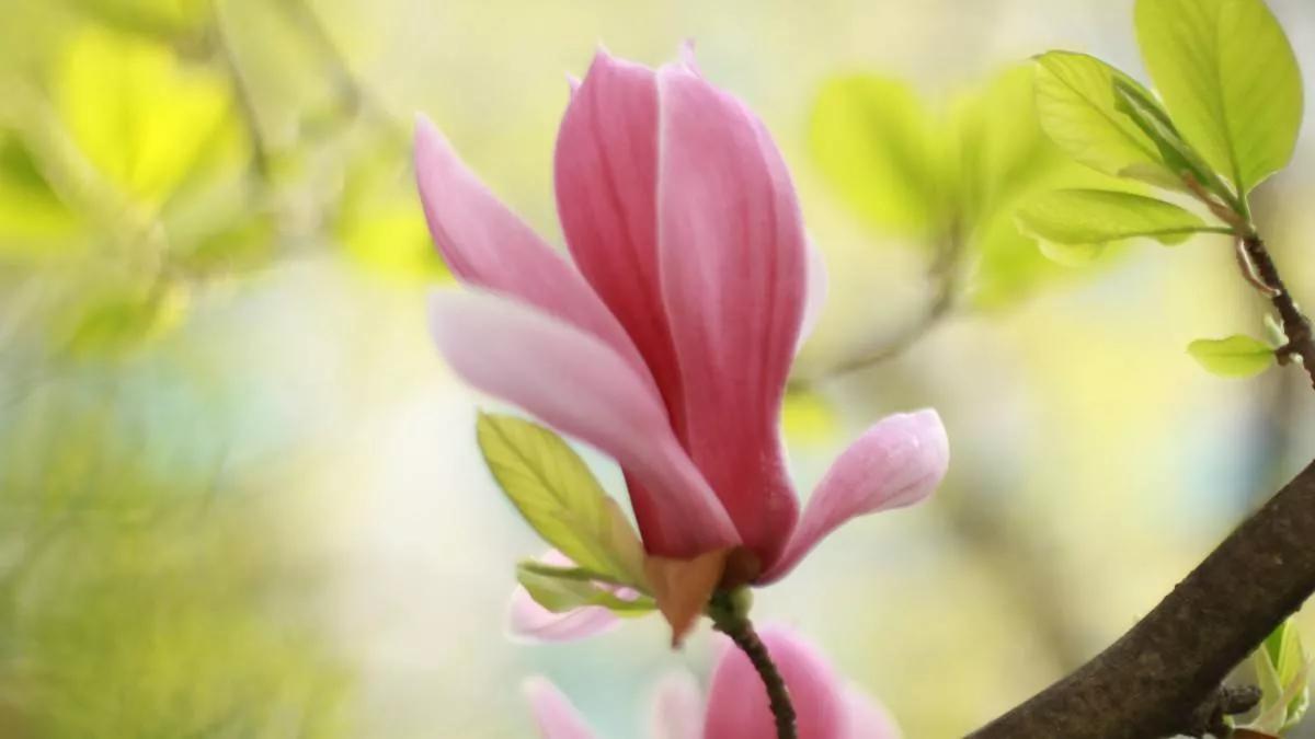 春暖花开人间有爱,迎接春暖花开愿所有美好如约而至